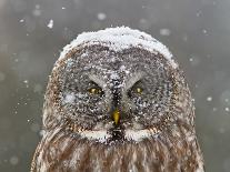 Great Grey Owl Winter Portrait-Mircea Costina-Photographic Print