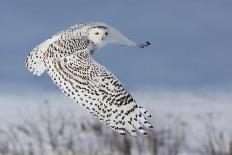 Hunting Snowy Owl-Mircea Costina-Giclee Print