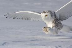 Great Grey Owl Winter Portrait-Mircea Costina-Photographic Print