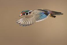 Wood Duck-Mircea Costina-Stretched Canvas