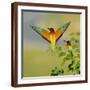 Brown Frame