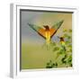 White Frame
