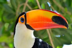 Macaw Sitting On Branch-mirceab-Photographic Print