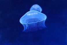 Underwater Image of Moon Jellyfishes-mirceab-Photographic Print