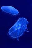 Underwater Image of Moon Jellyfishes-mirceab-Photographic Print