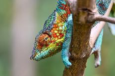 Chameleon Furcifer Pardalis, Madagascar Nature-mirecca-Laminated Photographic Print