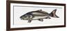 Mirror Carp (Cyprinus Carpio Specularis), Cyprinidae-null-Framed Giclee Print