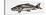 Mirror Carp (Cyprinus Carpio Specularis), Cyprinidae-null-Stretched Canvas