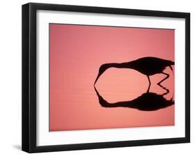 Mirror Silhouette of Little Blue Heron, Ding Darling National Wildlife Refuge, Florida, USA-Arthur Morris-Framed Photographic Print