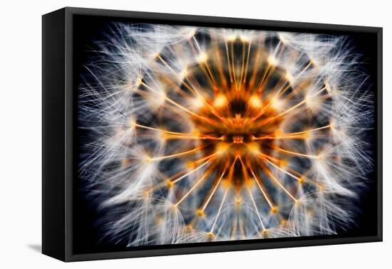 Mirrored Dandelion-Andy Bell-Framed Stretched Canvas