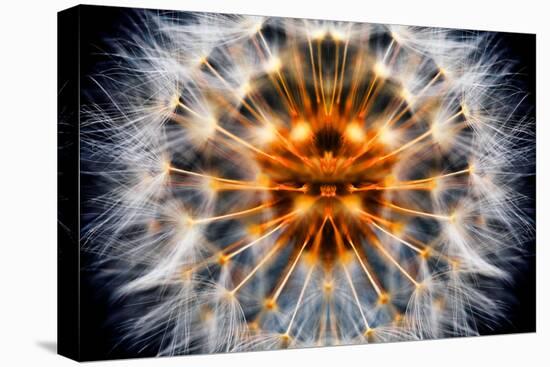 Mirrored Dandelion-Andy Bell-Stretched Canvas