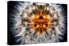 Mirrored Dandelion-Andy Bell-Stretched Canvas