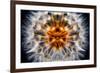 Mirrored Dandelion-Andy Bell-Framed Photographic Print