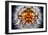 Mirrored Dandelion-Andy Bell-Framed Photographic Print