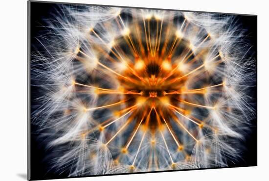 Mirrored Dandelion-Andy Bell-Mounted Photographic Print