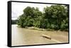 Misahualli in The Oriente, head of navigation on Rio Napo (Amazon), Ecuador, South America-Tony Waltham-Framed Stretched Canvas