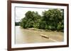 Misahualli in The Oriente, head of navigation on Rio Napo (Amazon), Ecuador, South America-Tony Waltham-Framed Photographic Print