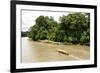 Misahualli in The Oriente, head of navigation on Rio Napo (Amazon), Ecuador, South America-Tony Waltham-Framed Photographic Print