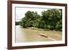 Misahualli in The Oriente, head of navigation on Rio Napo (Amazon), Ecuador, South America-Tony Waltham-Framed Photographic Print