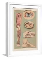 Miscellaneous Anatomical Drawings-null-Framed Art Print