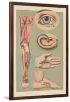 Miscellaneous Anatomical Drawings-null-Framed Art Print