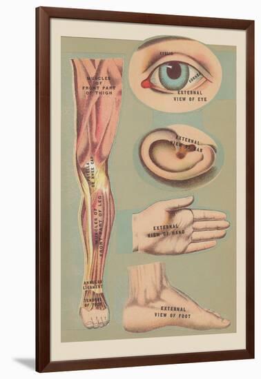 Miscellaneous Anatomical Drawings-null-Framed Art Print