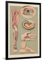 Miscellaneous Anatomical Drawings-null-Framed Art Print