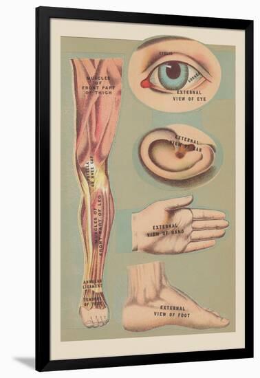 Miscellaneous Anatomical Drawings-null-Framed Art Print