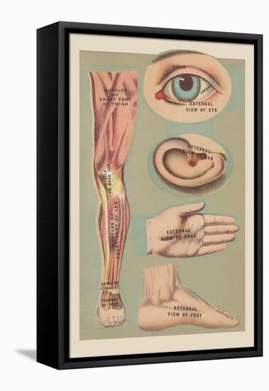 Miscellaneous Anatomical Drawings-null-Framed Stretched Canvas
