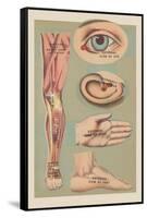 Miscellaneous Anatomical Drawings-null-Framed Stretched Canvas