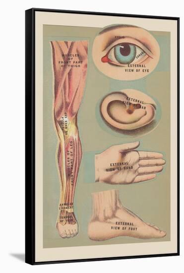 Miscellaneous Anatomical Drawings-null-Framed Stretched Canvas