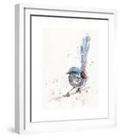 Mischief in the Making (Variegated Fairy Wren)-Sillier than Sally-Framed Giclee Print