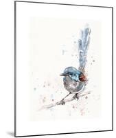 Mischief in the Making (Variegated Fairy Wren)-Sillier than Sally-Mounted Giclee Print