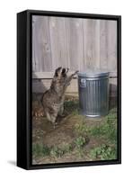 Mischievous Raccoon-DLILLC-Framed Stretched Canvas
