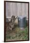 Mischievous Raccoon-DLILLC-Framed Premium Photographic Print