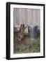 Mischievous Raccoon-DLILLC-Framed Photographic Print