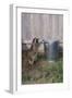 Mischievous Raccoon-DLILLC-Framed Photographic Print