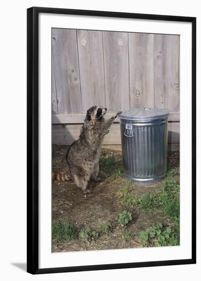 Mischievous Raccoon-DLILLC-Framed Photographic Print