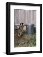 Mischievous Raccoon-DLILLC-Framed Photographic Print