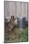 Mischievous Raccoon-DLILLC-Mounted Photographic Print