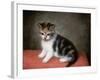 Miss Ann White's Kitten, 1790-George Stubbs-Framed Giclee Print