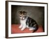 Miss Ann White's Kitten, 1790-George Stubbs-Framed Giclee Print