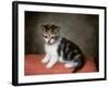 Miss Ann White's Kitten, 1790-George Stubbs-Framed Giclee Print