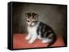 Miss Ann White's Kitten, 1790-George Stubbs-Framed Stretched Canvas