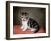 Miss Ann White's Kitten, 1790-George Stubbs-Framed Giclee Print