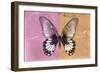 Miss Butterfly Agenor - Orange & Pale Violet-Philippe Hugonnard-Framed Photographic Print