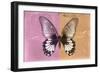 Miss Butterfly Agenor - Orange & Pale Violet-Philippe Hugonnard-Framed Photographic Print