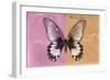 Miss Butterfly Agenor - Orange & Pale Violet-Philippe Hugonnard-Framed Photographic Print