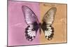 Miss Butterfly Agenor - Orange & Pale Violet-Philippe Hugonnard-Mounted Photographic Print