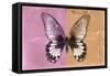 Miss Butterfly Agenor - Orange & Pale Violet-Philippe Hugonnard-Framed Stretched Canvas